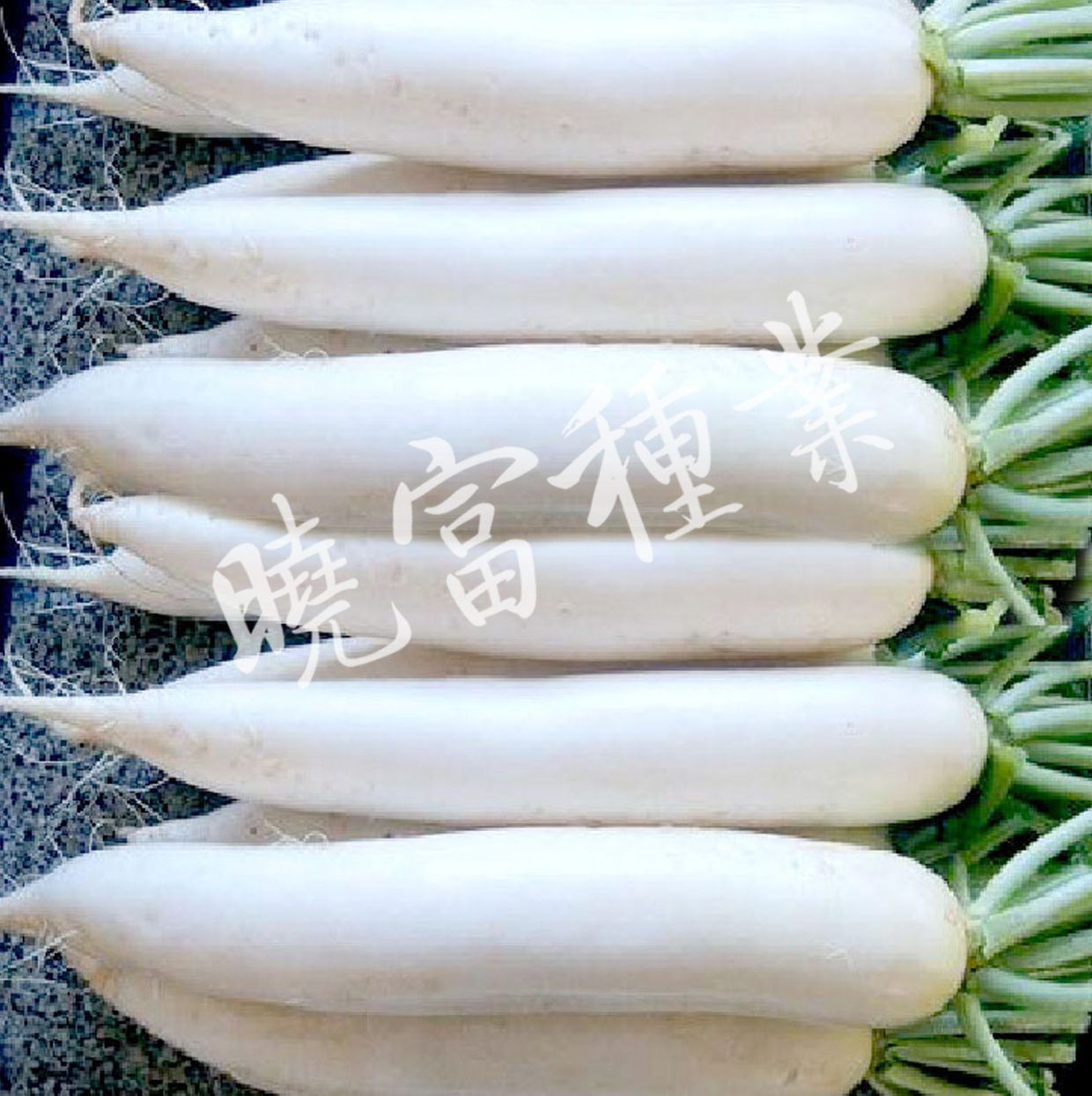 1585789779890771.jpg 02.jpg