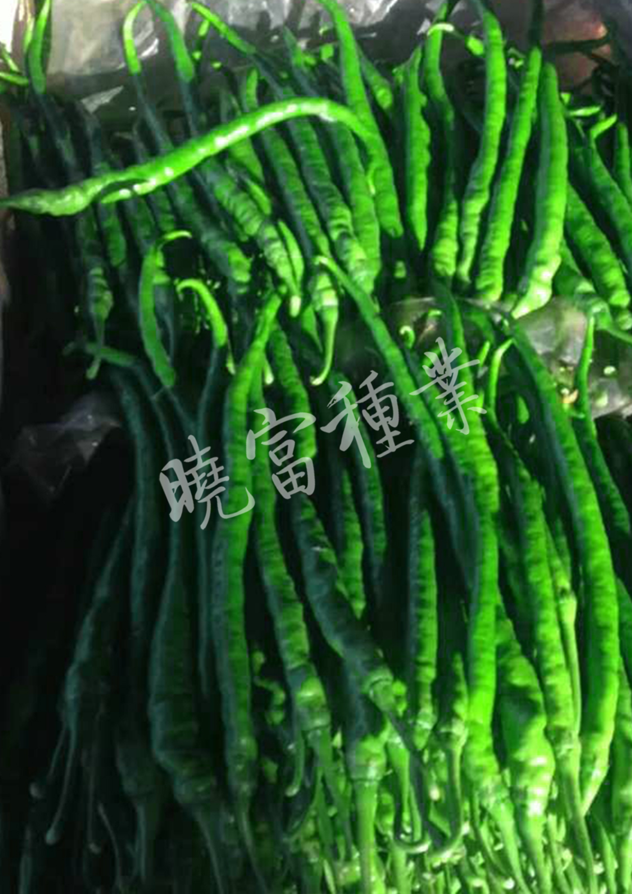 1585790940417528.jpg 04.jpg