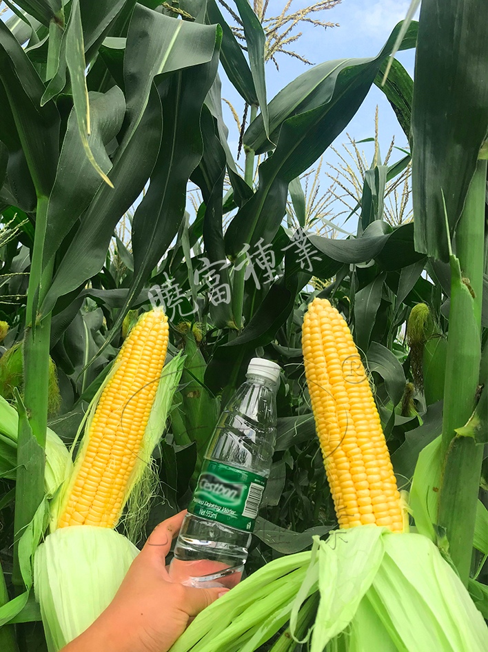 1600248612127807.jpg 08.jpg